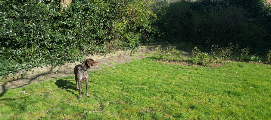 Ayla in the garden; picture used to illustrate a short story written for Reedsy