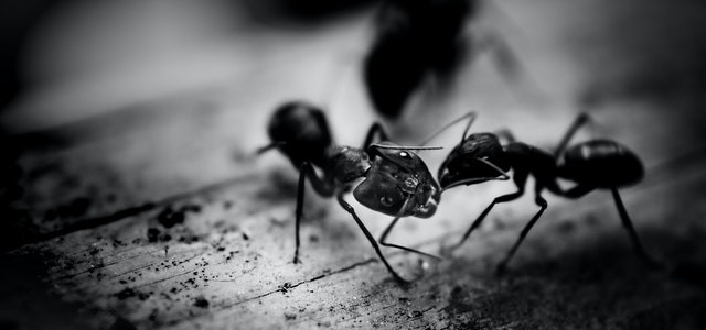 Black ants