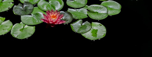Image of red and green lily pads in a pond